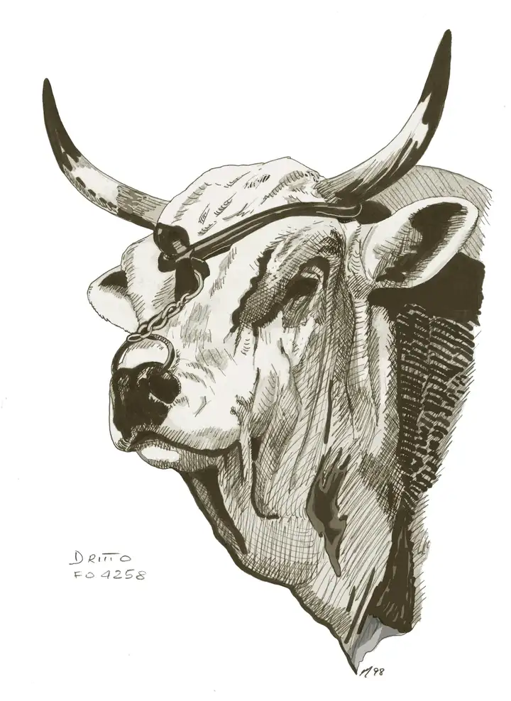 COPERTINA Dritto FO 4258 Testa