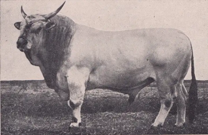 A10 Cesare da Medoro 1° premio a RA 1938