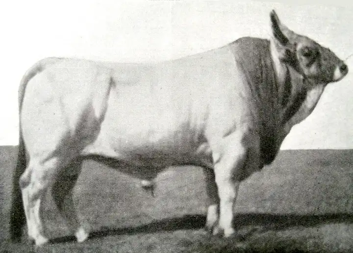 Toro capostipite MEDORO 1 RA