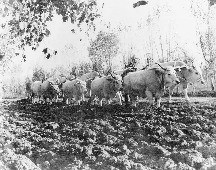 Aratura Az. Babini 1958