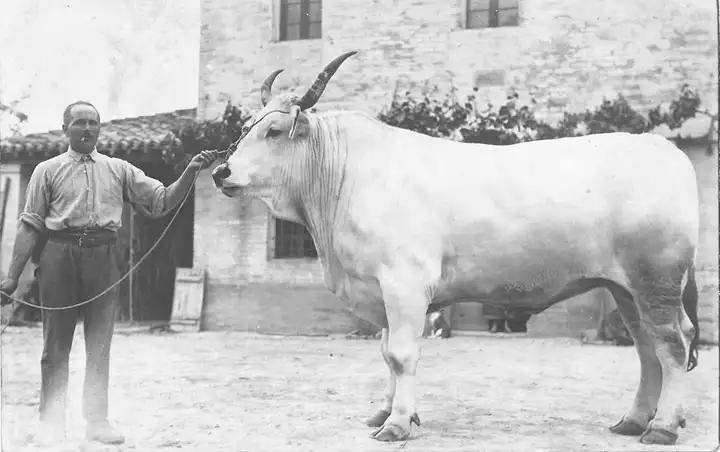 A1Casale Pasolini Dall'Onda Gambellara RA anni 1920