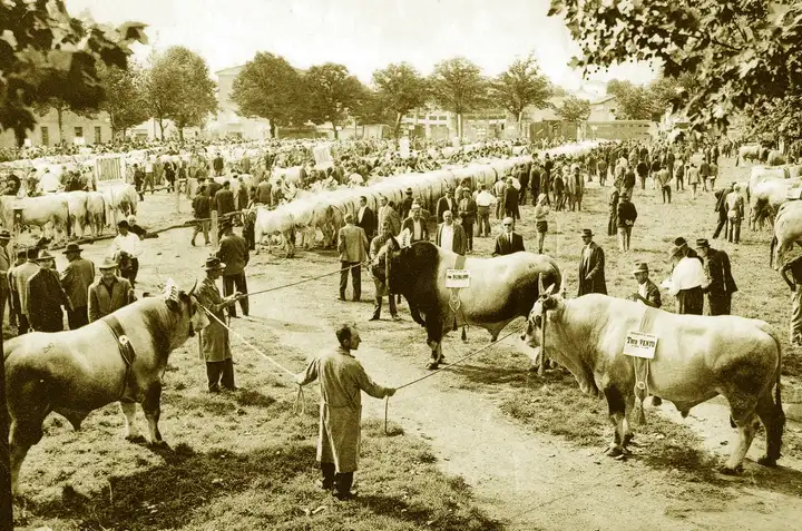 D10 Mostra Mercato Imola anni 50