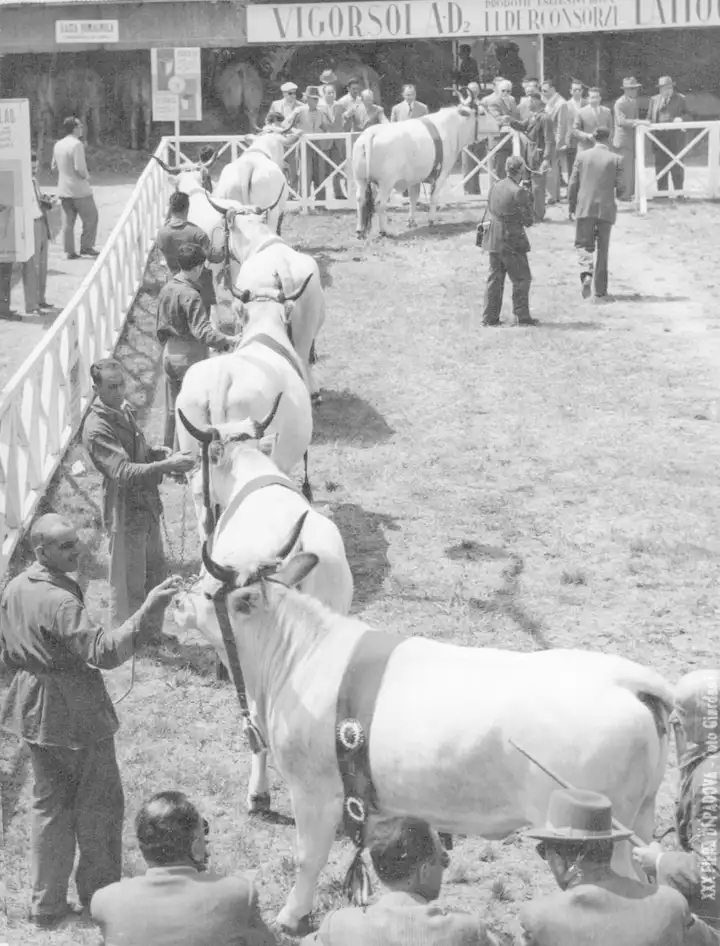 Fiera di Padova 1952