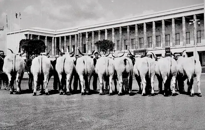 Vacche prov. RA EA Roma 1953