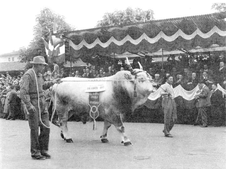 Baluardo da Ergum a BO 1954
