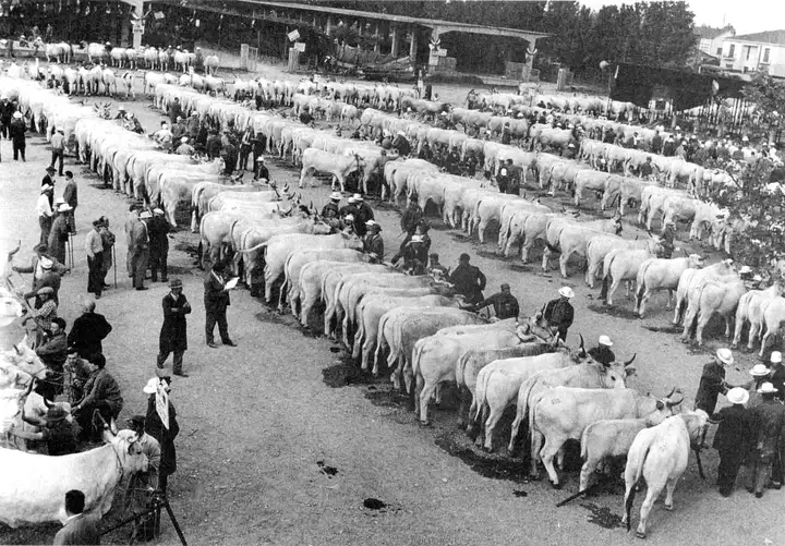 Mercato Concorso Lugo RA 1955