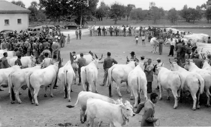 Opere Pie Faenza 1954