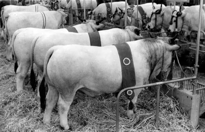 Fiera di Milano,1957