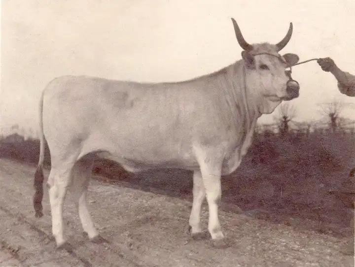 NICLA Ridolfi A. 1930