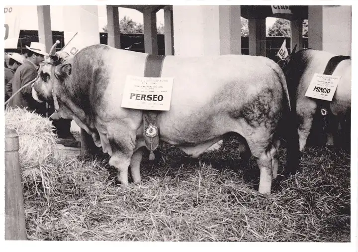 Perseo OIR a Lugo 1953