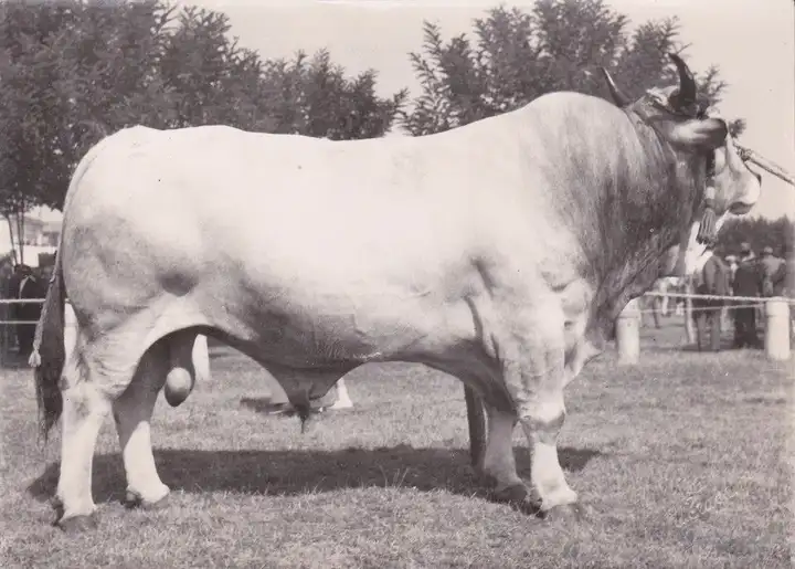 Diluvio da Eros e Trit19 Spiv 1957