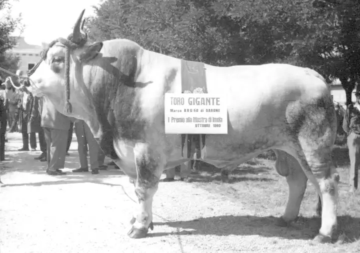 GIGANTE da Darone SPIV 1961