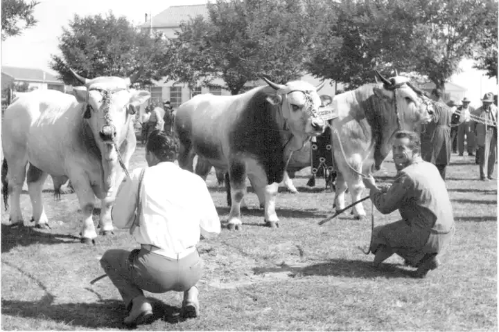 San Pietro in VincoIi 1961