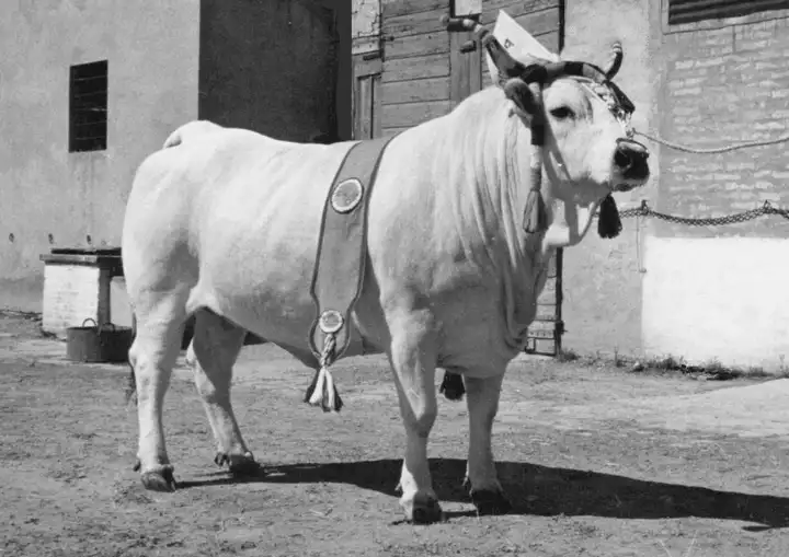 FigIia di DoIIaro Fiorentini F.IIi FO