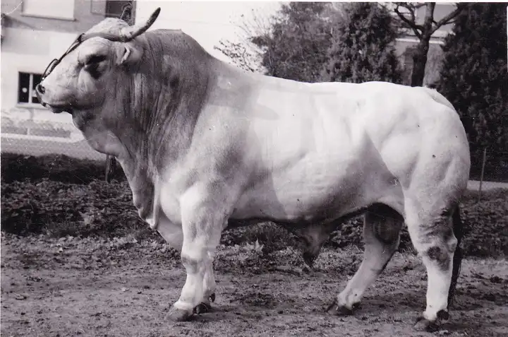 TELAMONE da Molosso