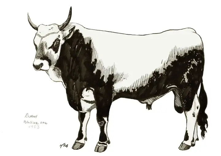 RIMINI Rovigo 1953