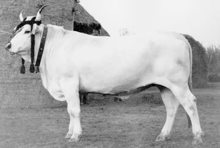 Rimini 1924