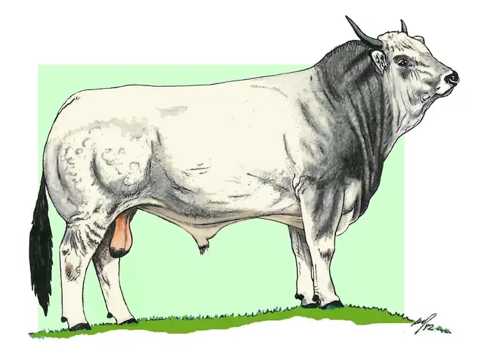 BULL - Toro