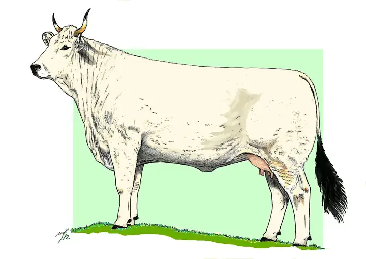 COW - Vacca