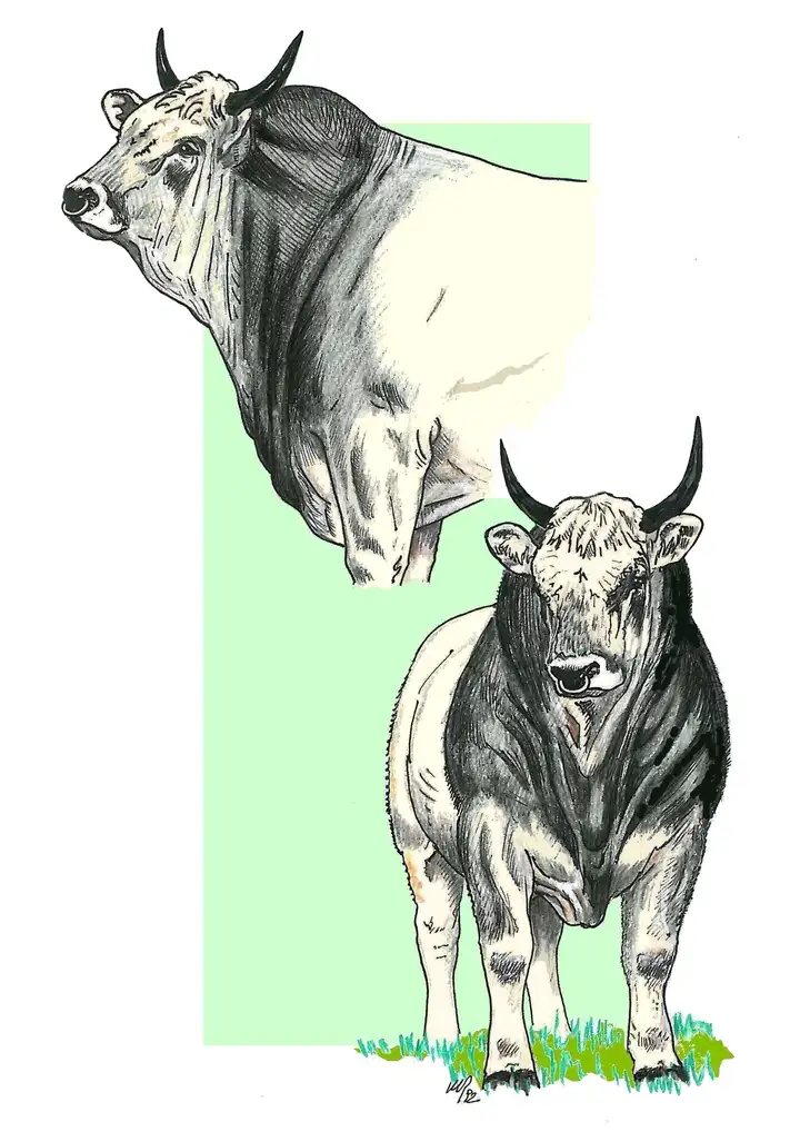FRONT END -BULL Treno Anteriore -Toro