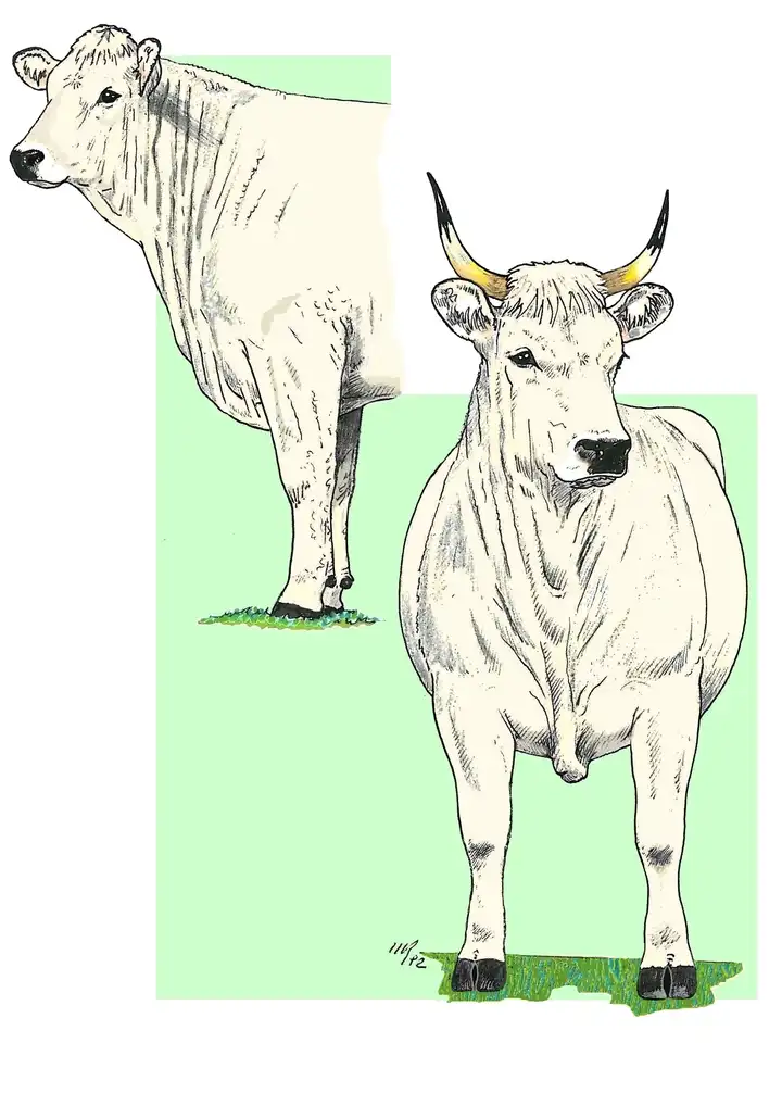 FRONT END - COW Treno Anteriore - Vacca
