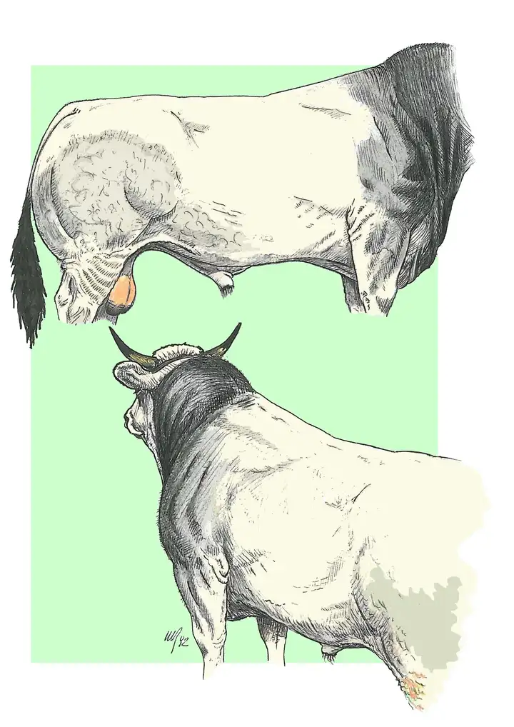 BODY - BULL Tronco - Toro