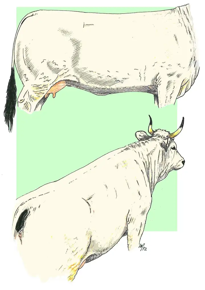BODY - COW Tronco -Vacca