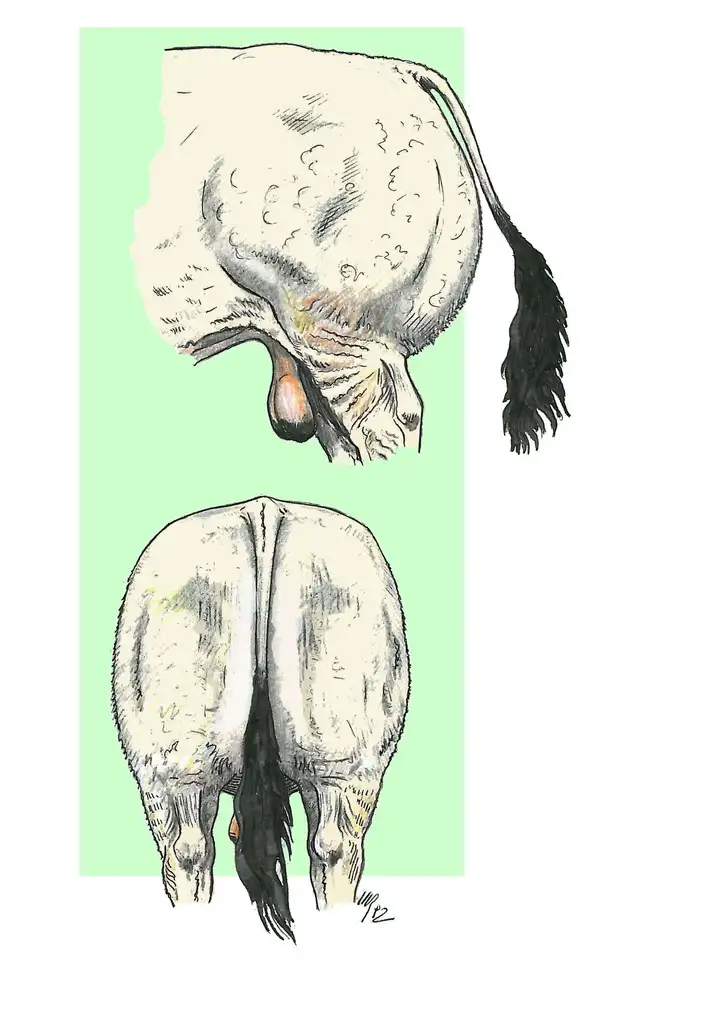 HIND QUARTERS - BULL - Quarti Posteriori - Toro