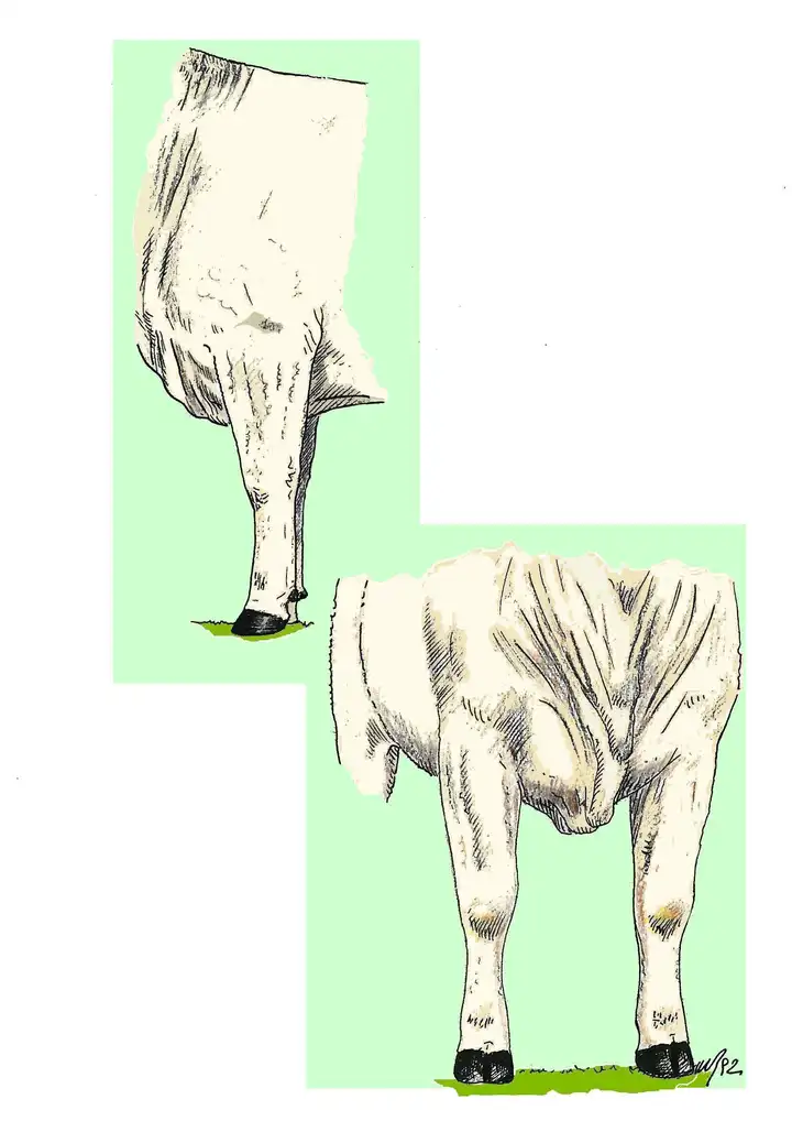 FORE LIMBS - Arti Anteriori