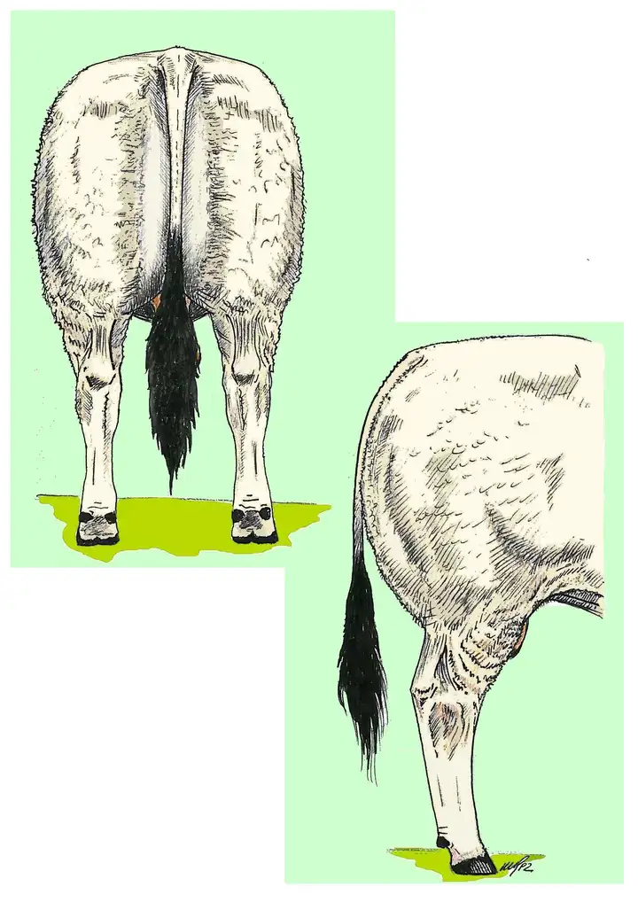 REAR LEGS - Arti Posteriori