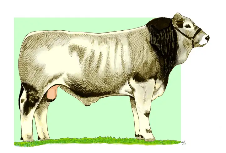 YOUNG BULL - Torello