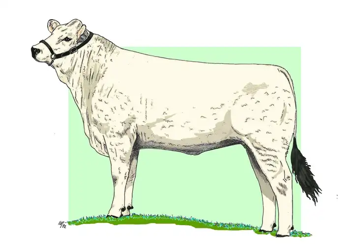 HEIFER - Manza