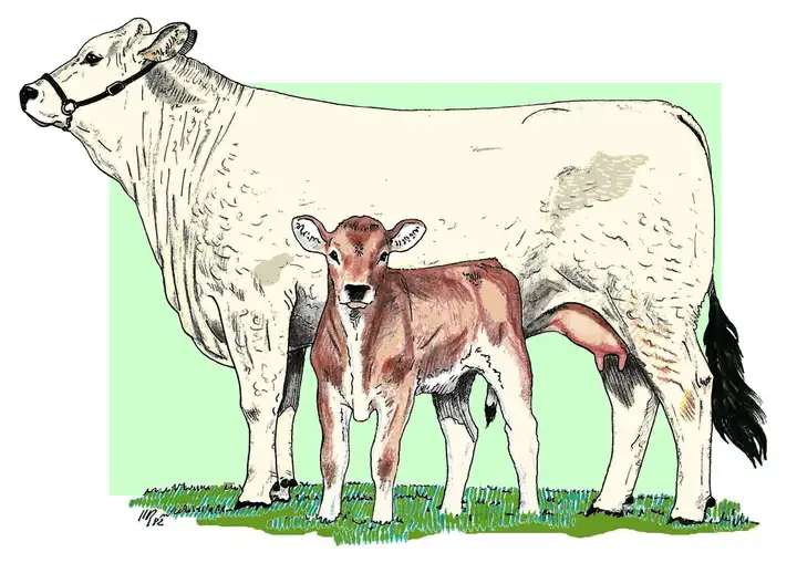 CALF - Vitello