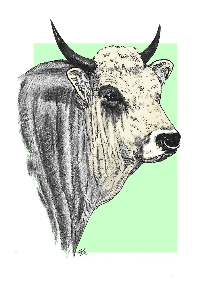 HEAD - BULL Testa -Toro