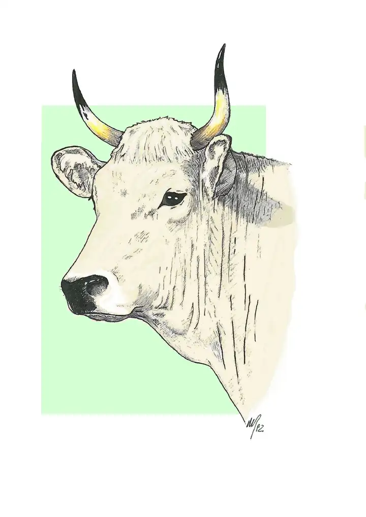 HEAD -COW Testa -Vacca