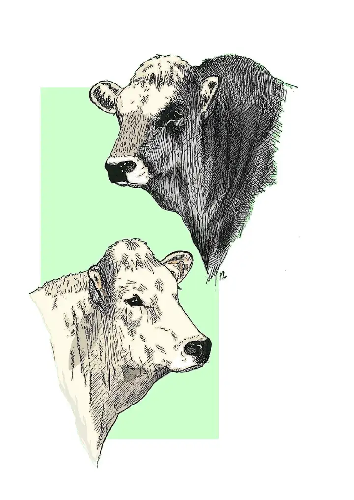 HEAD BULL & COW - DEHORNED Testa M & F Decornati