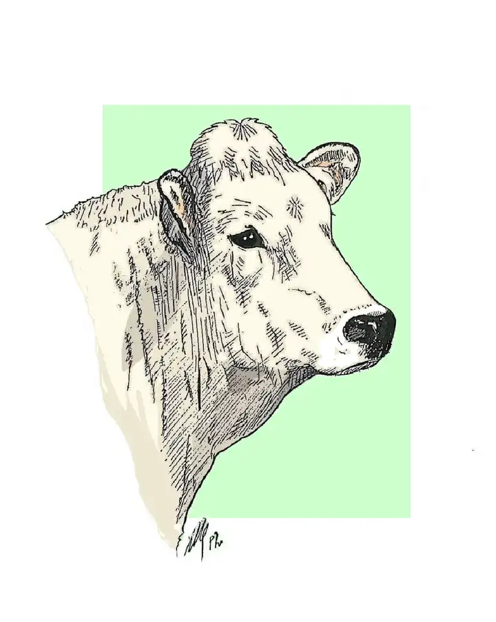 COW HEAD DEHORNED Testa Vacca Decornata