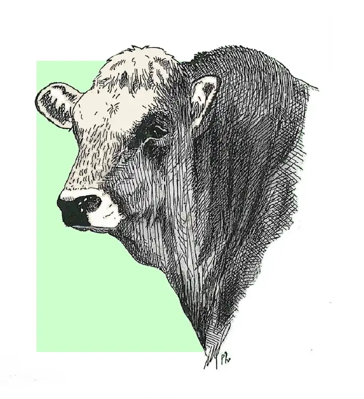 BULL HEAD DEHORNED Testa Toro Decornato