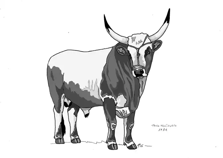 Toro Montanaro S.Piero in B. 1934