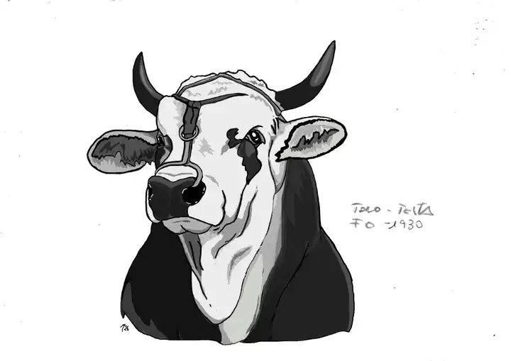 B18 Toro Testa Forlì 1930