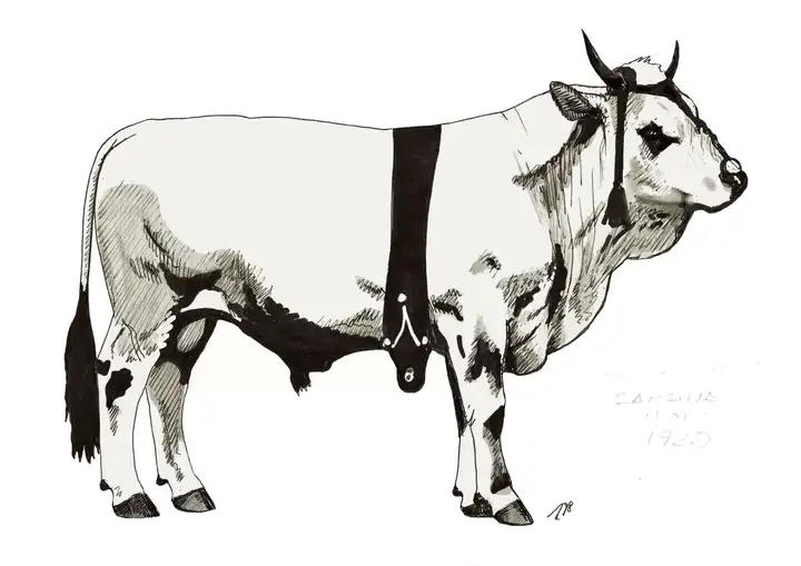SARSINA FO 1920