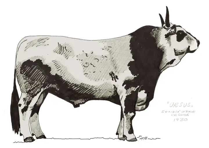URSUS Soc Laziale Cesena 1930