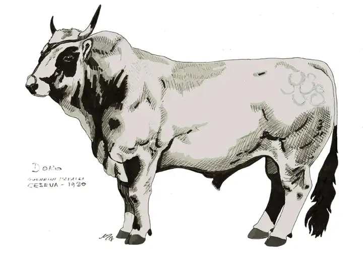 DORO All Guerrini Maraldi Cesena 1930