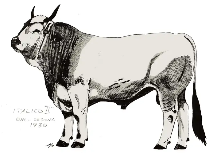 ITALICO II OIR Cesena 1930