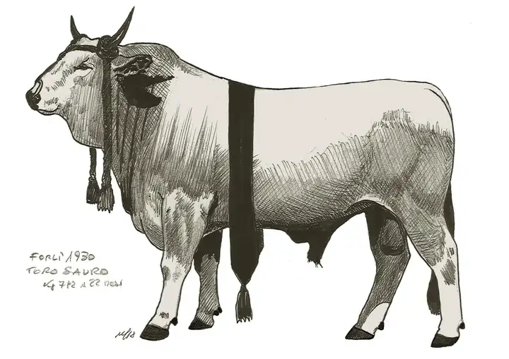 SAURO Forli' 1930