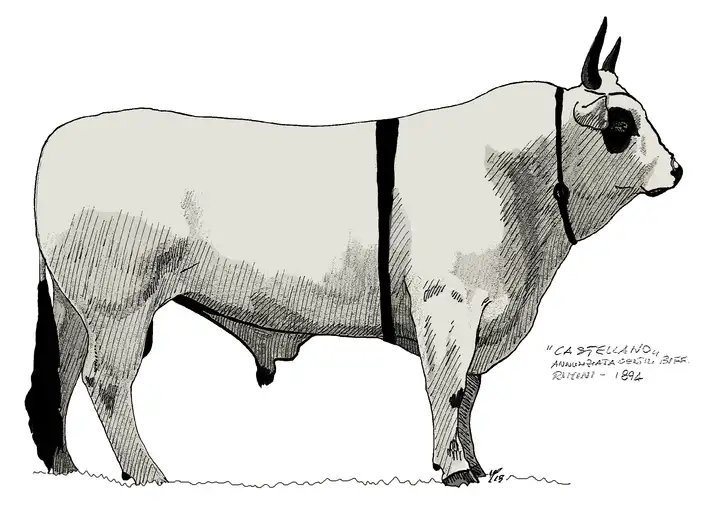 CASTELLANO Annunziata Gentili Biffi RN 1894