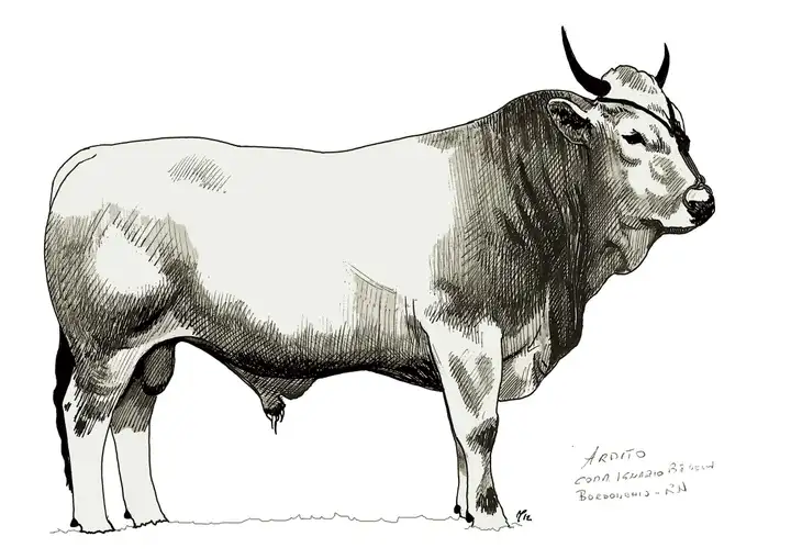 ARDITO Comm. Ignazio Benelli Bordonchio RN