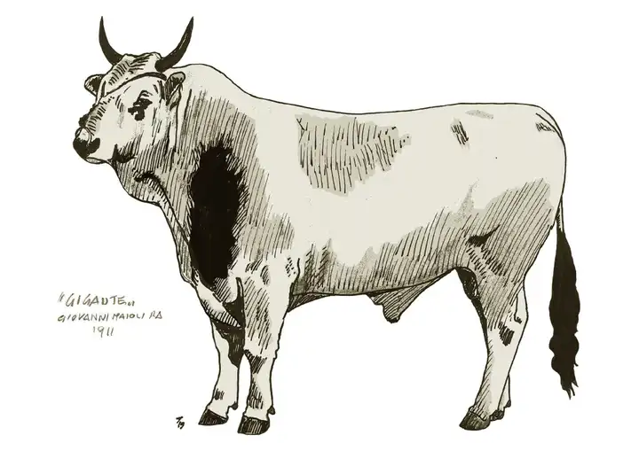 GIGANTE Giovanni Maioli RA 1911