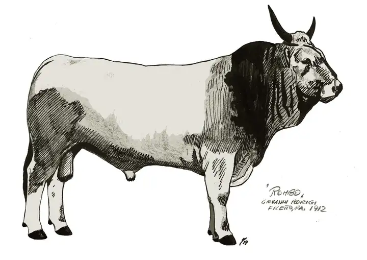 ROMBO Giovanni Morigi Filetto RA 1912