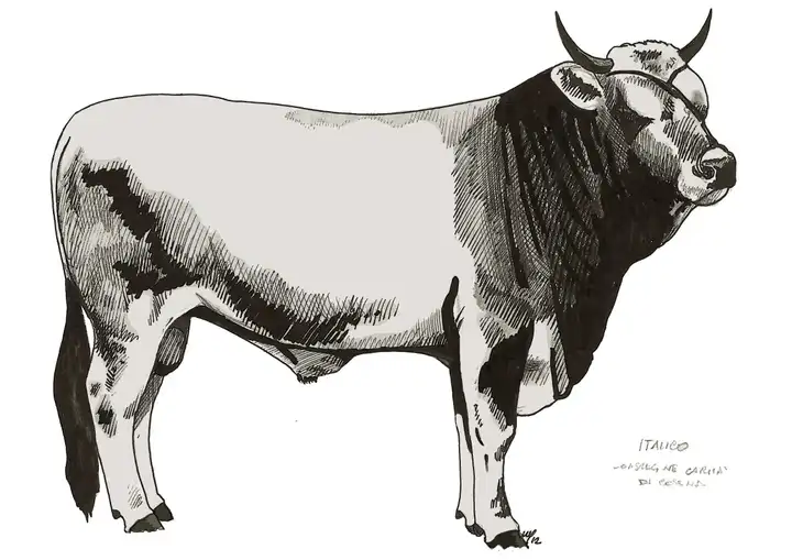 B10 ITALICO Congr.ne Carità Cesena